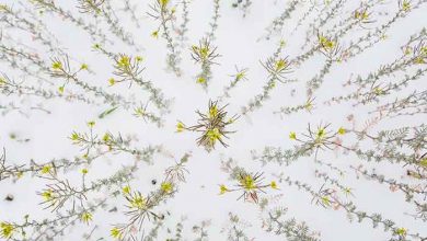 عکاس سال طبیعت