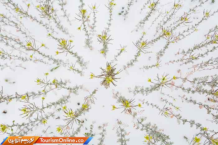 عکاس سال طبیعت