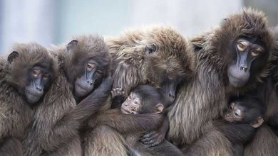 آسوشیتد پرس