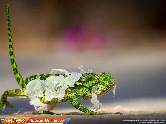 نشنال جئوگرافیک