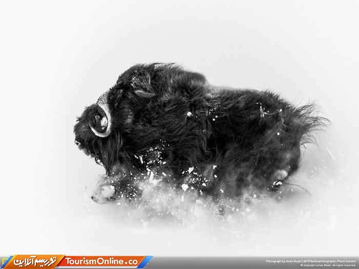 نشنال جئوگرافیک