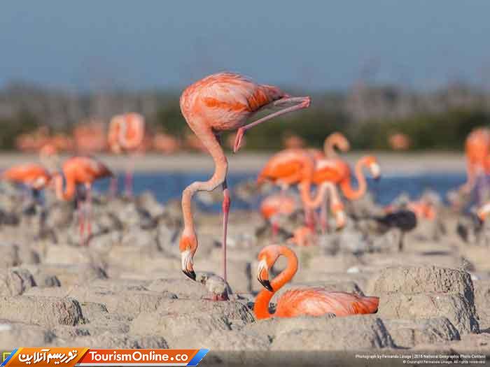 نشنال جئوگرافیک