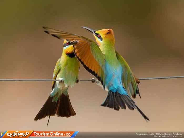 نشنال جئوگرافیک