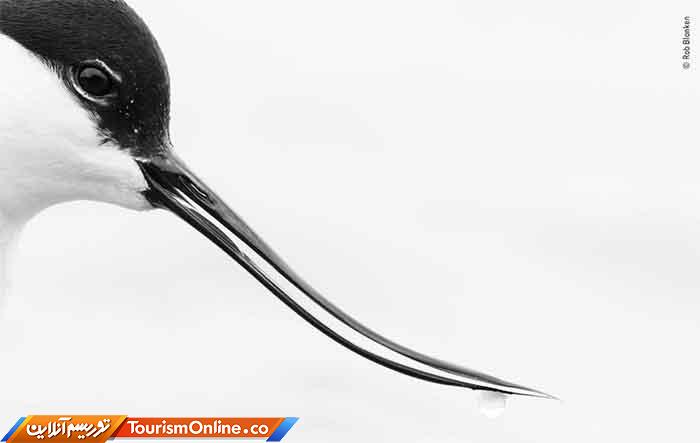 موزه تاریخ طبیعی لندن