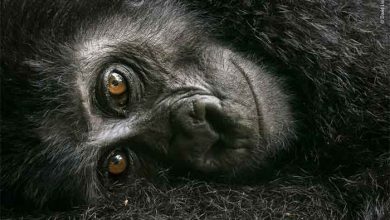 موزه تاریخ طبیعی لندن