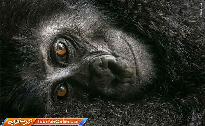 موزه تاریخ طبیعی لندن