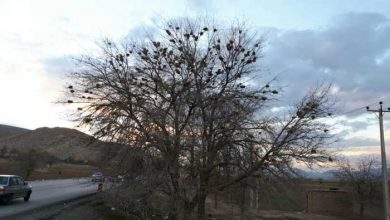 درخت مهربانی