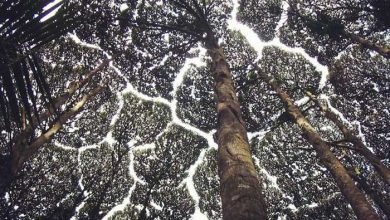 تاج های خجالتی