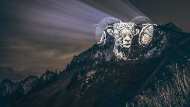 حیوانات گریان