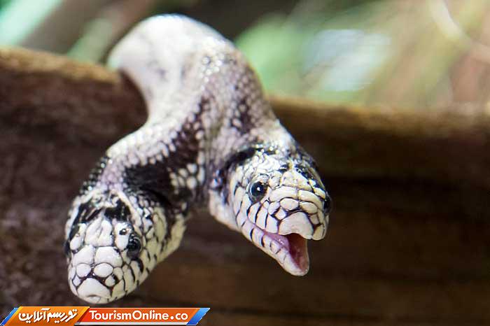 شاه مار کالیفرنیایی