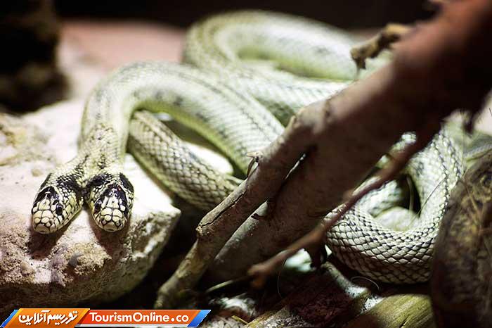 شاه مار کالیفرنیایی