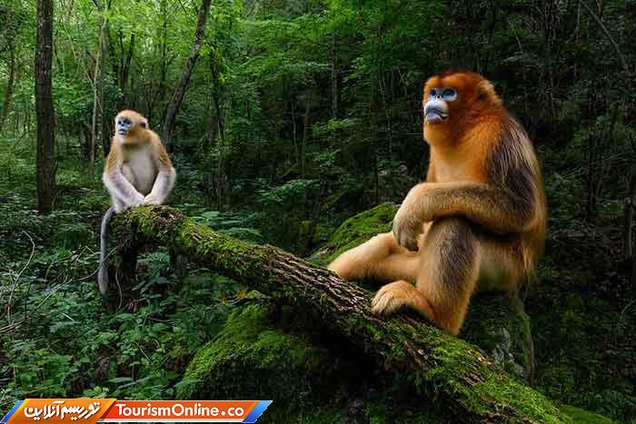 عکاس برتر سال