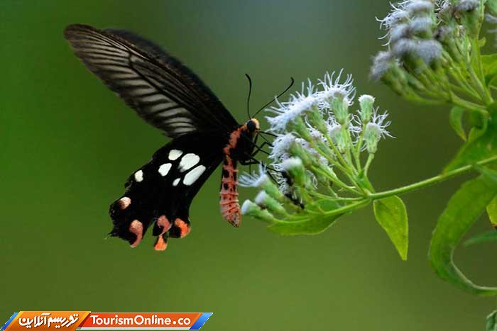 جزایر آندامان