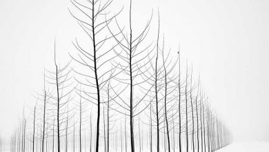 سیاه و سفید