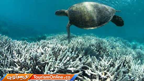 دیوارههای بزرگ مرجانی