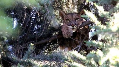 عکسهای خبری