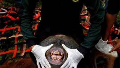 عکسهای خبری