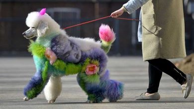 عکسهای خبری