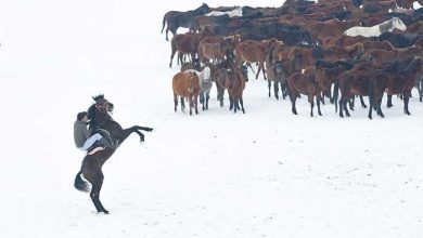 عکسهای خبری