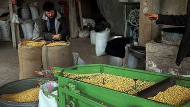 شهر جهانی نخودچی