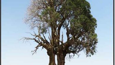 چنار کهنسال