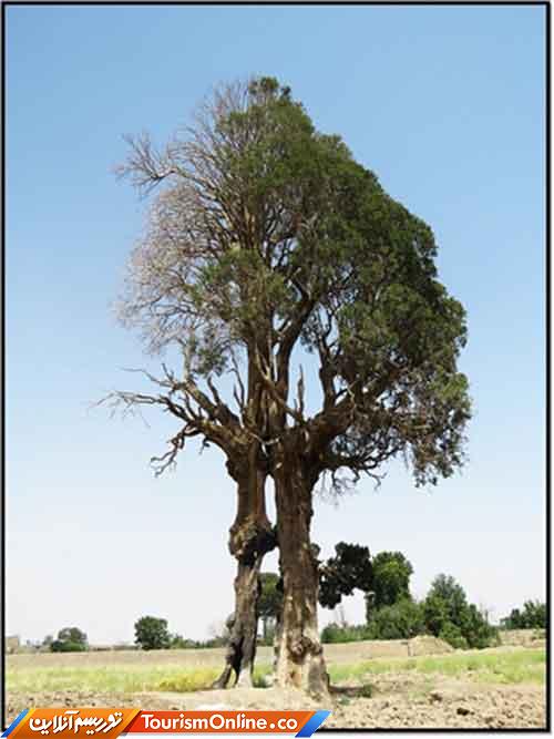 چنار کهنسال