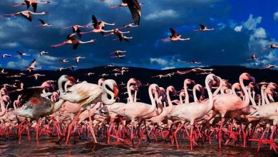 دریاچه ناکورو