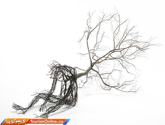 آناتومی انسان