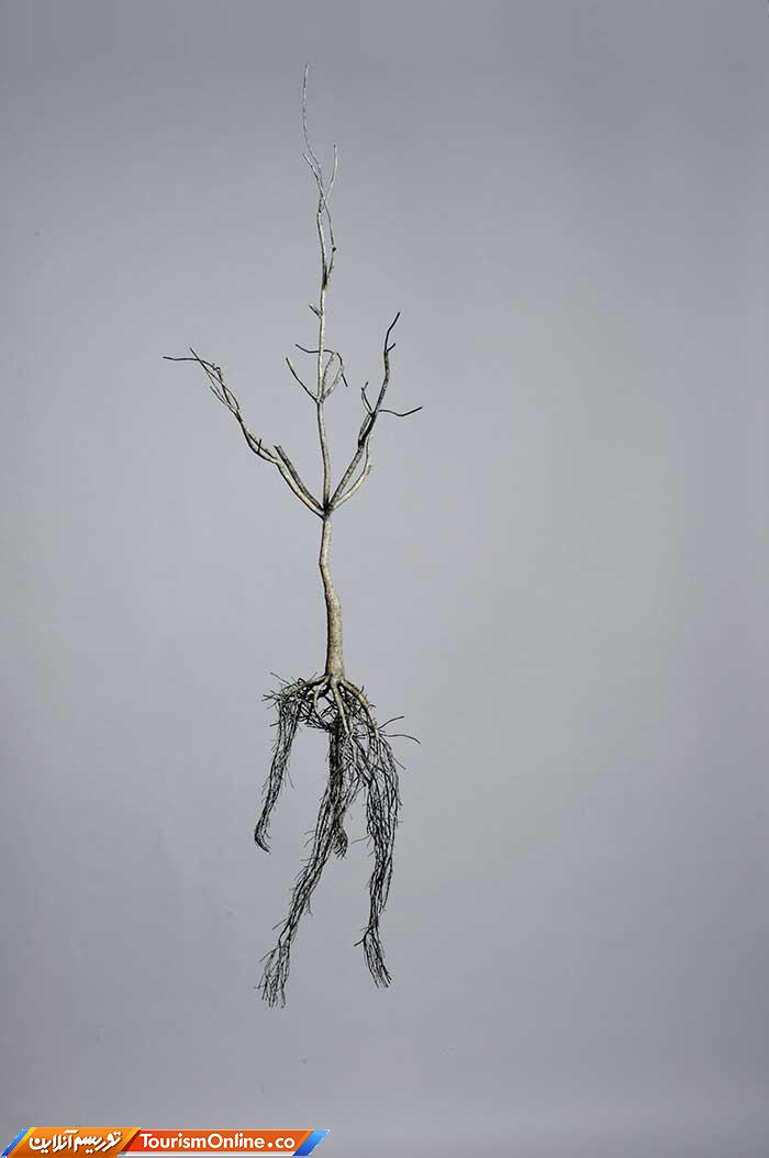 آناتومی انسان