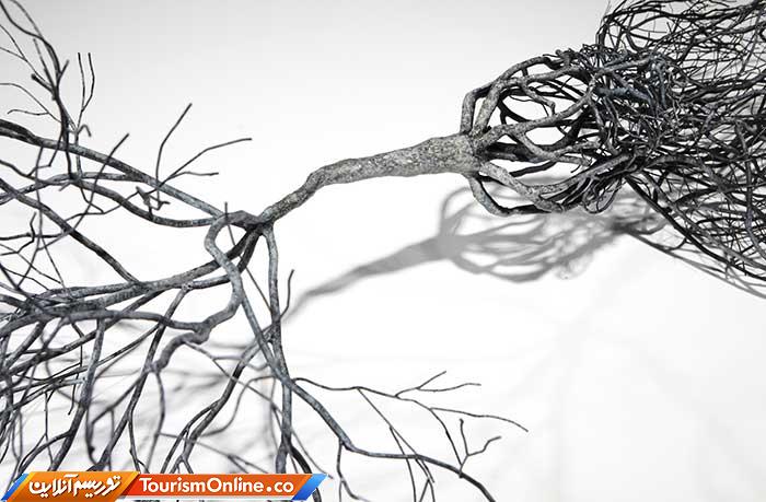 آناتومی انسان