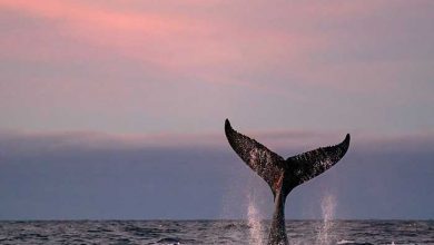 عکاسی در قطب