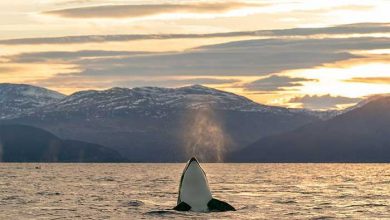 عکاسی در قطب