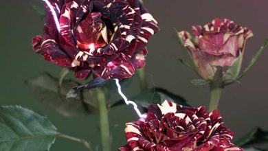 گل برق گرفته