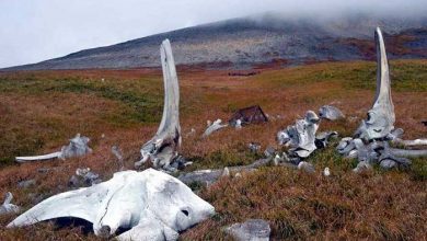 گورستان فسیل های نهنگی