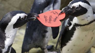 عکسهای خبری