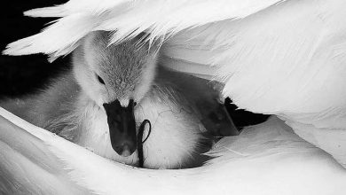 حیات وحش بریتانی