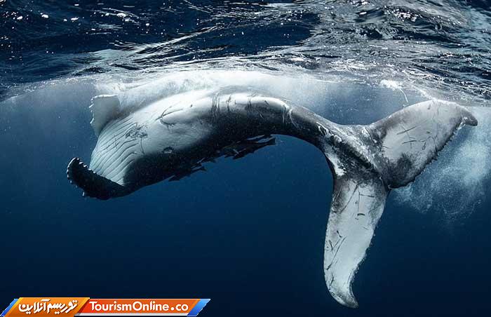 اسمیتسونین