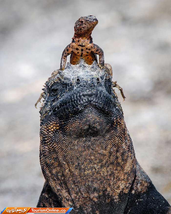 اسمیتسونین