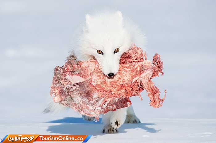 اسمیتسونین