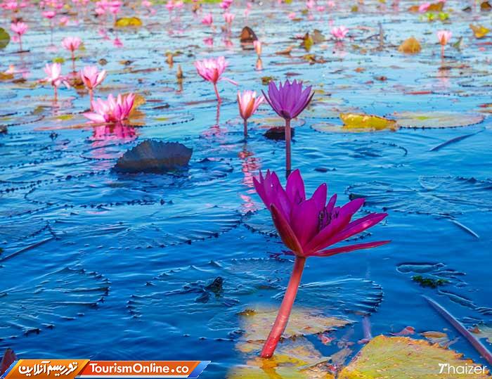 دریاچه لوتوس