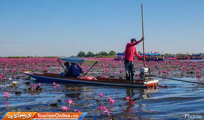 دریاچه لوتوس