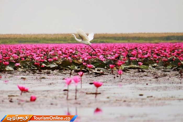 دریاچه لوتوس