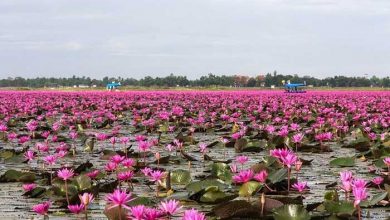 دریاچه لوتوس