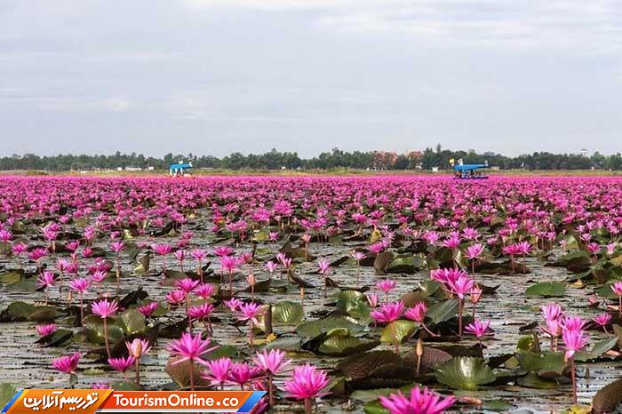 دریاچه لوتوس