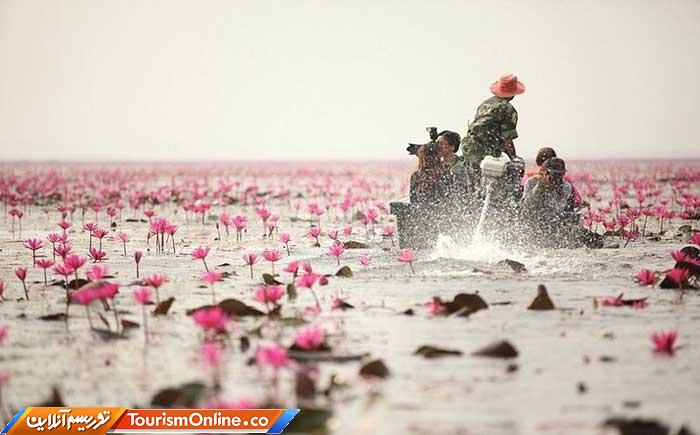 دریاچه لوتوس