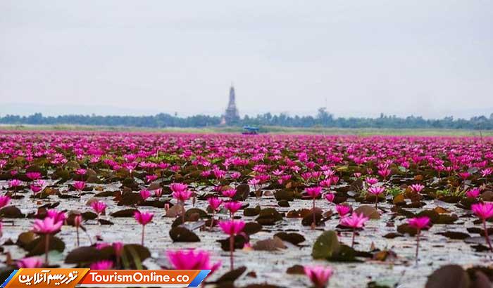 دریاچه لوتوس