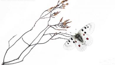 عکاسی در فضای باز