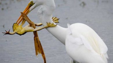 نشنال جئوگرافیک