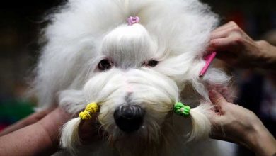 عکسهای خبری