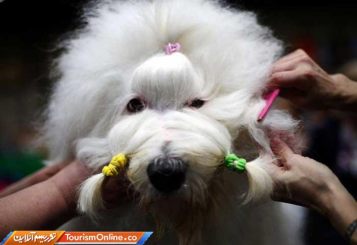 عکسهای خبری